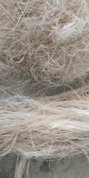 Banana fiber cleaning on machine 